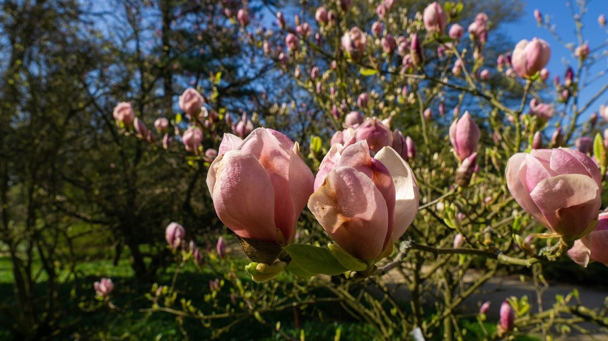 Arboretum w Kórniku, magnolie