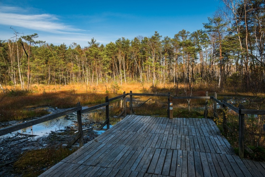 Goździkowe bagno w Celestynowie