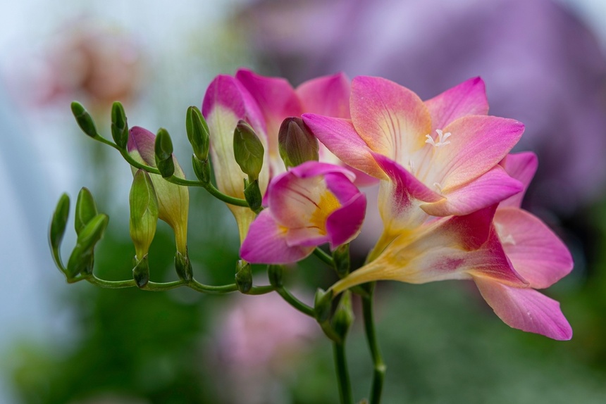 shutterstock_2485579345