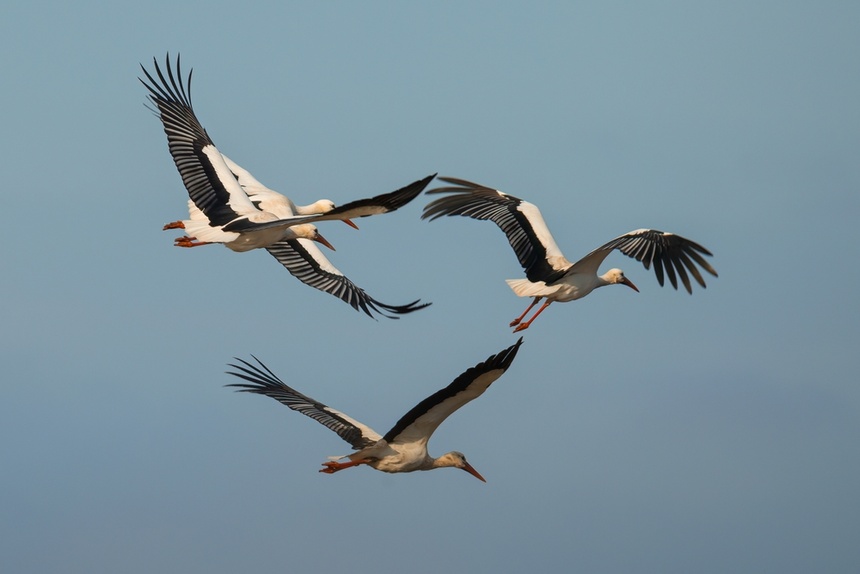shutterstock_2547244451